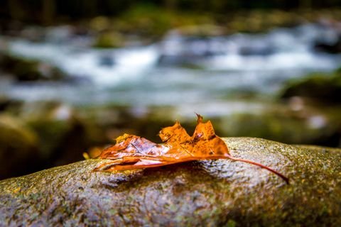 A rain-soaked maple leaf on a wet boulder, the creek blurred behind