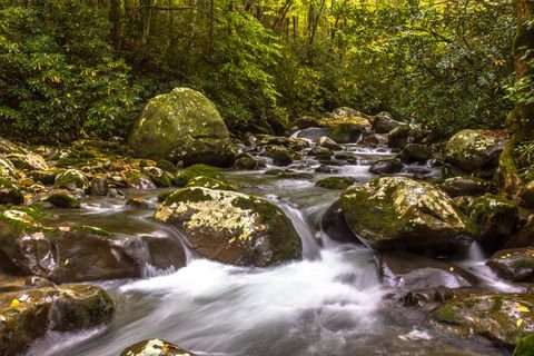 The creek cascading through mossy boulders and rhododendron