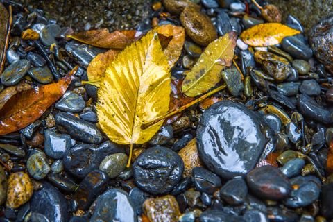 Yellow leaves scattered across wet river stones