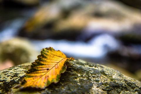 A curled autumn leaf resting on lichen-spotted rock