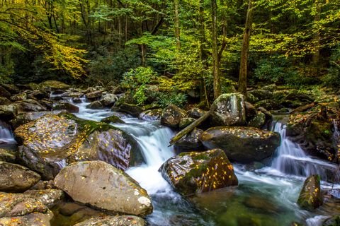 The creek rushing beneath a turning autumn canopy