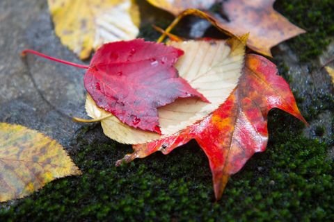 Red maple leaves on a bed of green moss