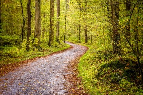 The gravel road curving away into autumn woods