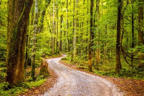 The road at first light, leaves down after a night of rain