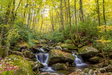 Twin cascades threading mossy boulders under a yellow autumn canopy