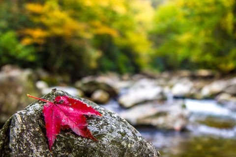 A single red leaf on a wet boulder midstream
