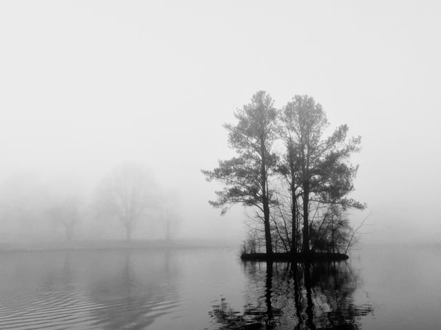A small island of pines in a still lake, dissolving into fog — black and white