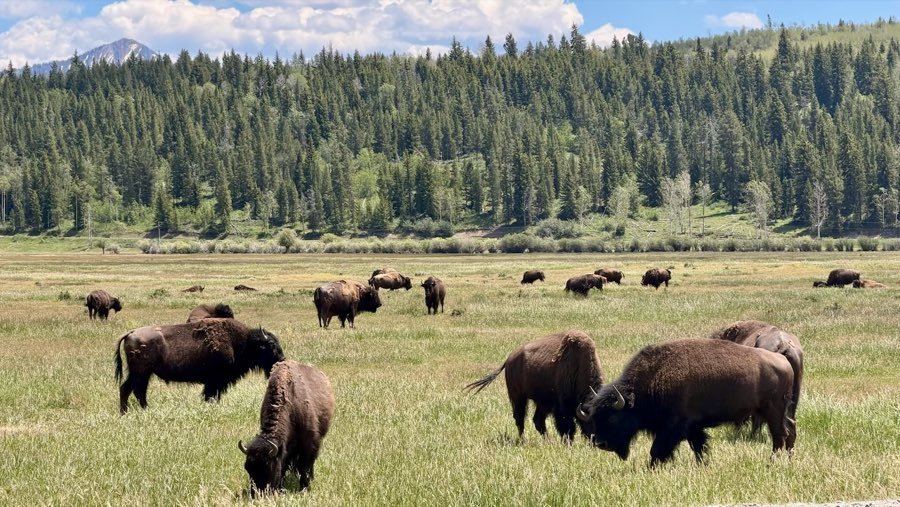 Bison grazing under towering cumulus clouds, Yellowstone